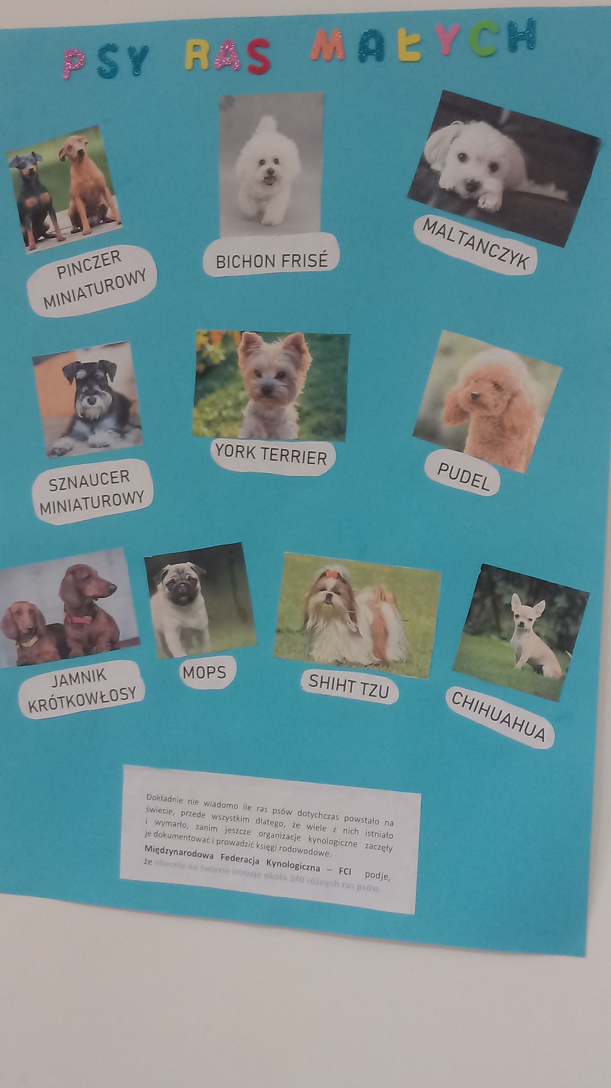 Mała wolontariuszka